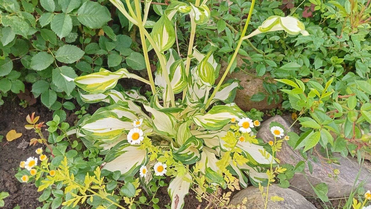 Varietal hostas: clumps from 150 RUB (divisions) — Moscow, Russia Varietal hostas: clumps from 150 RUB (divisions) — Moscow, Russia