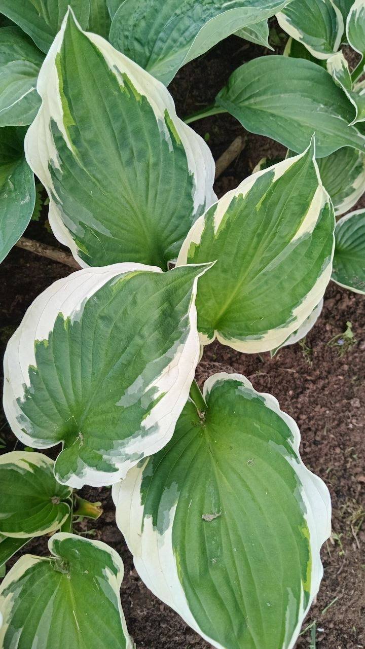 Varietal hostas: clumps from 150 RUB (divisions) — Moscow, Russia Varietal hostas: clumps from 150 RUB (divisions) — Moscow, Russia