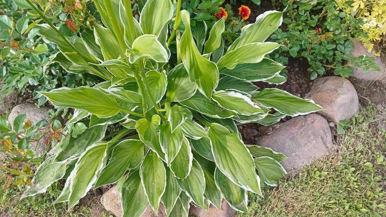 Varietal hostas: clumps from 150 RUB (divisions) — Moscow, Russia Varietal hostas: clumps from 150 RUB (divisions) — Moscow, Russia